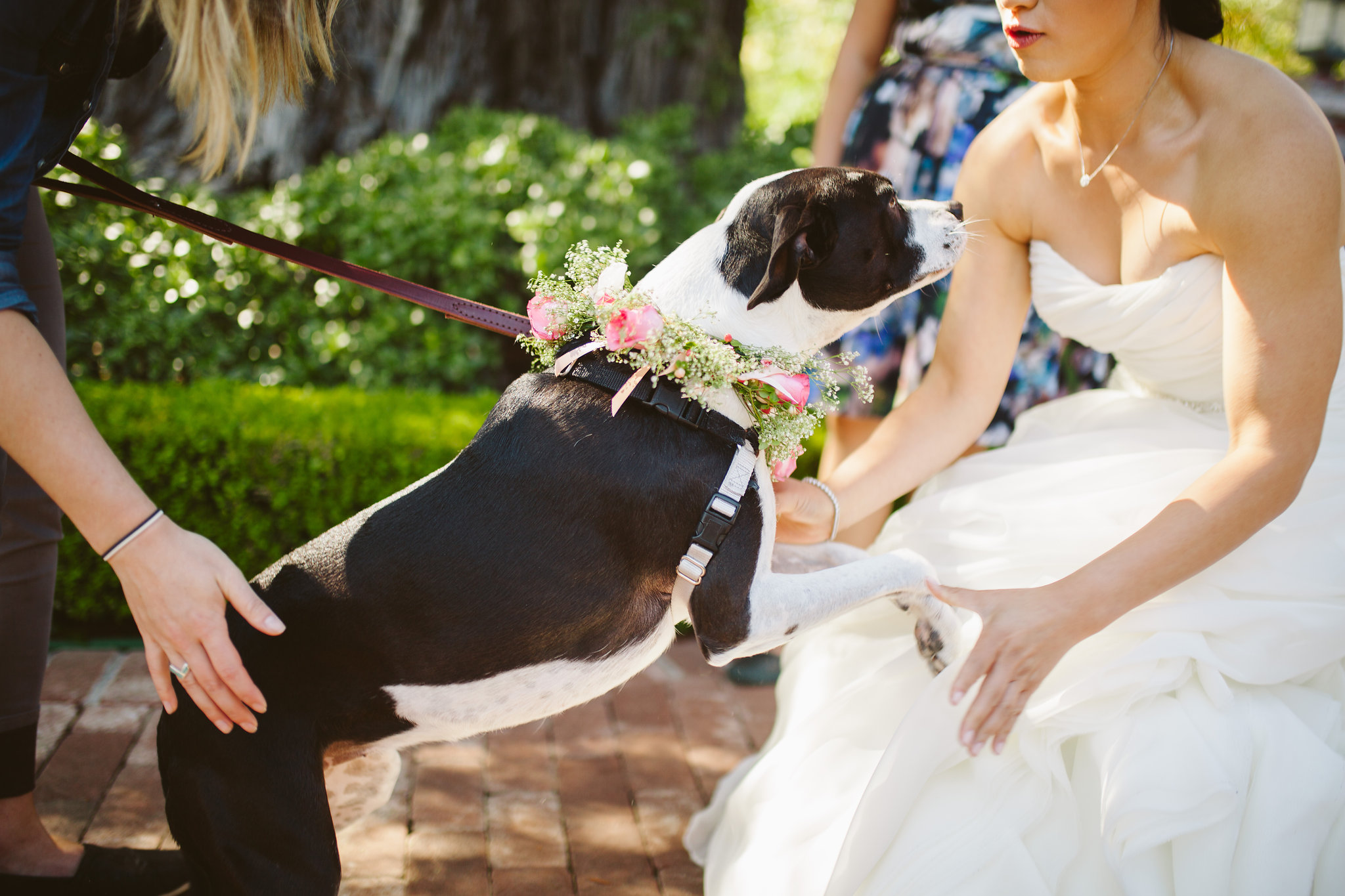 Dog Friendly Weddings