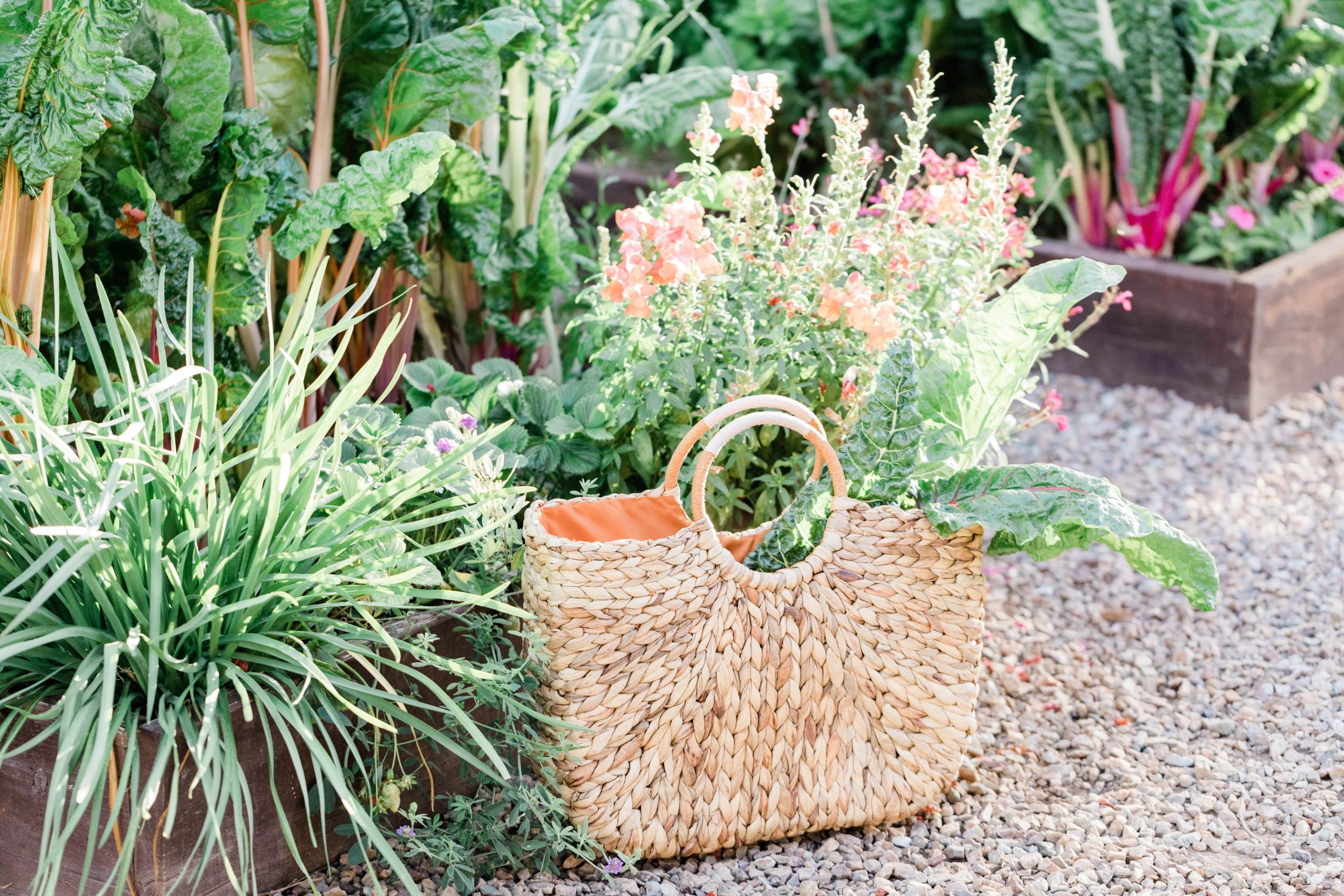A garden and a bag full of vegetables